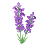 Lavender